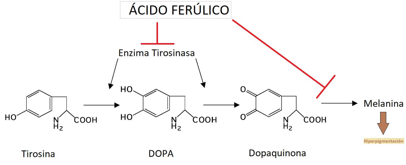 Mecanismo por el cual el acido ferulico inhibe la enzima tirosinasa y reduce la hiperpigmentacion en la piel